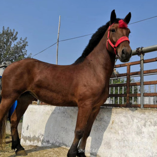 ������۸����T���R ����С���R �ɹ��R �������R �������a�R