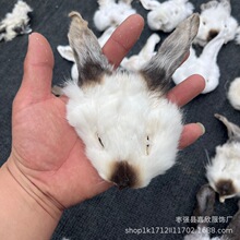 Ӗ������Ę�����������^�����`���_����ȦӖ�������¿�����