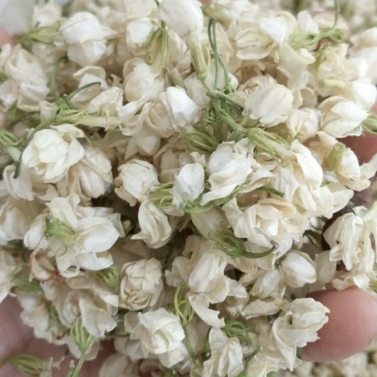 广西南宁横州市茉莉花产地直销，大朵半开茉莉花干