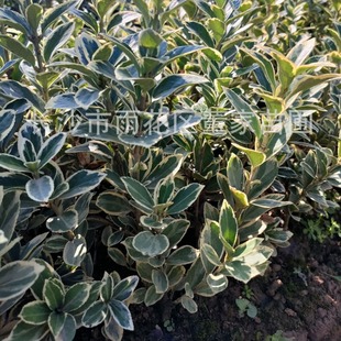 ���l��߅�S�� ��߅�S��С�� ��߅�S��ɫ�K�� ���� ������������