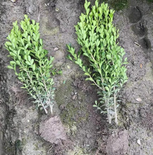 һ�����l���U�S���������S��ͥԺ�ͺ��ļ������L�����辰�ز�С