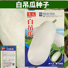 白吊瓜种子白玉瓜种子白吊瓜中晚熟丰产本地南瓜种子食用南瓜种子