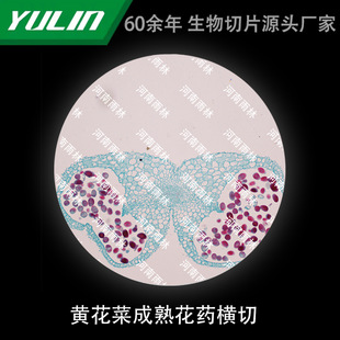 Cauliflower Mature Flower Medicine Cross-cut Microbial Specimen Microscope Biology University Teaching Experimental Instrument Scientific Research