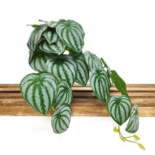 SֱNGֲ̖~~󴹒ָ~ֲbl