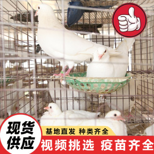 �Bֳ�����ۺ�ƽ�� ���^����Ͷι�V�����Ŀ ���B�^�p���y�����r��