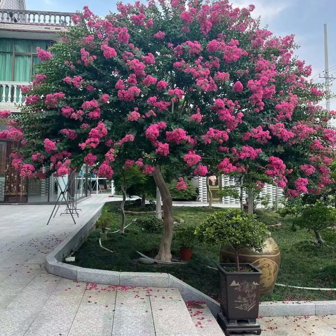 一件代发丛生紫薇花树苗庭院红火箭花苗绿化风景树大型耐寒天鹅绒