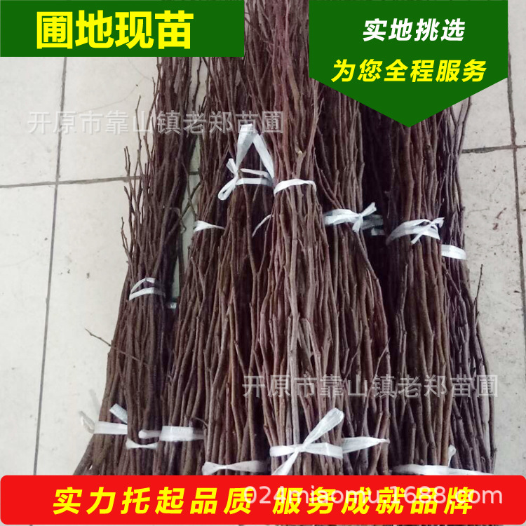 产地批发富贵王子海棠接穗耐寒满堂红海棠花树苗嫁接繁育种苗种条