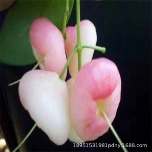 ˮ�����~�t�ڽ���ɏ�F�޽�����Ʒ�Nɏ�F�������ļ��Y�����N������