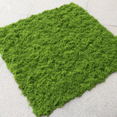 模擬白髪苔糸状苔芝生模擬羊毛苔偽苔風景レイアウト芝生盆栽鉢植え敷き