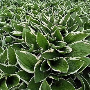 ʢ܎�����޸����܃����՚��ͺ�����ͥԺ���˾Gֲ�S��ֱ�N