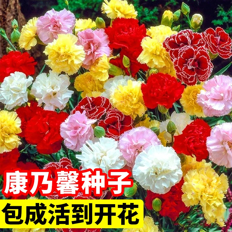 Семена цветов гвоздики с двойными лепестками, смешанные цвета, семена розы подсолнечника, посев и цветение в горшках в помещении во дворе в любое время года