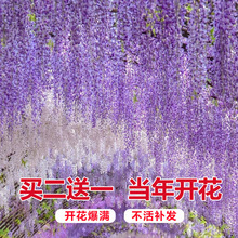 一件代发紫藤树苗爬藤植物花苗庭院围墙四季开花攀爬植物花卉紫藤