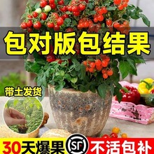 矮生小番茄种子盆栽带花带果四季开花圣女果西红柿苗水果阳台爆果