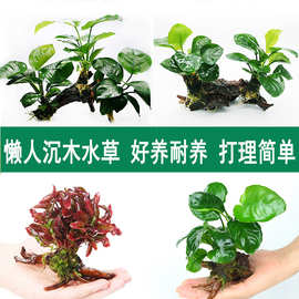 鱼缸水草植物造景沉木装饰懒人新手耐养植物水榕活体绿金钱多头草