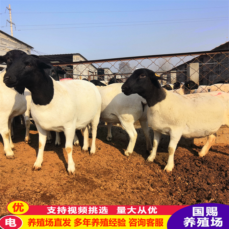 杜泊绵羊小羊羔黑头杜波多胎怀孕母羊养殖场赠送铡草机