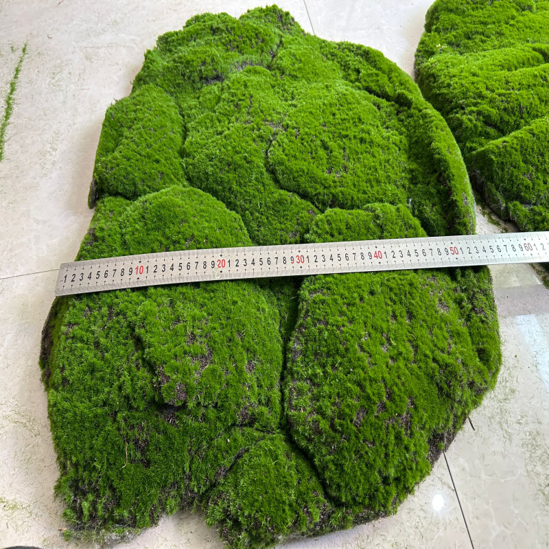 Large moss blocks of coffee base about 75 cm