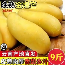 云南晚熟金煌芒新鲜芒果10斤当季热带水果精选水仙芒特大芒果包邮