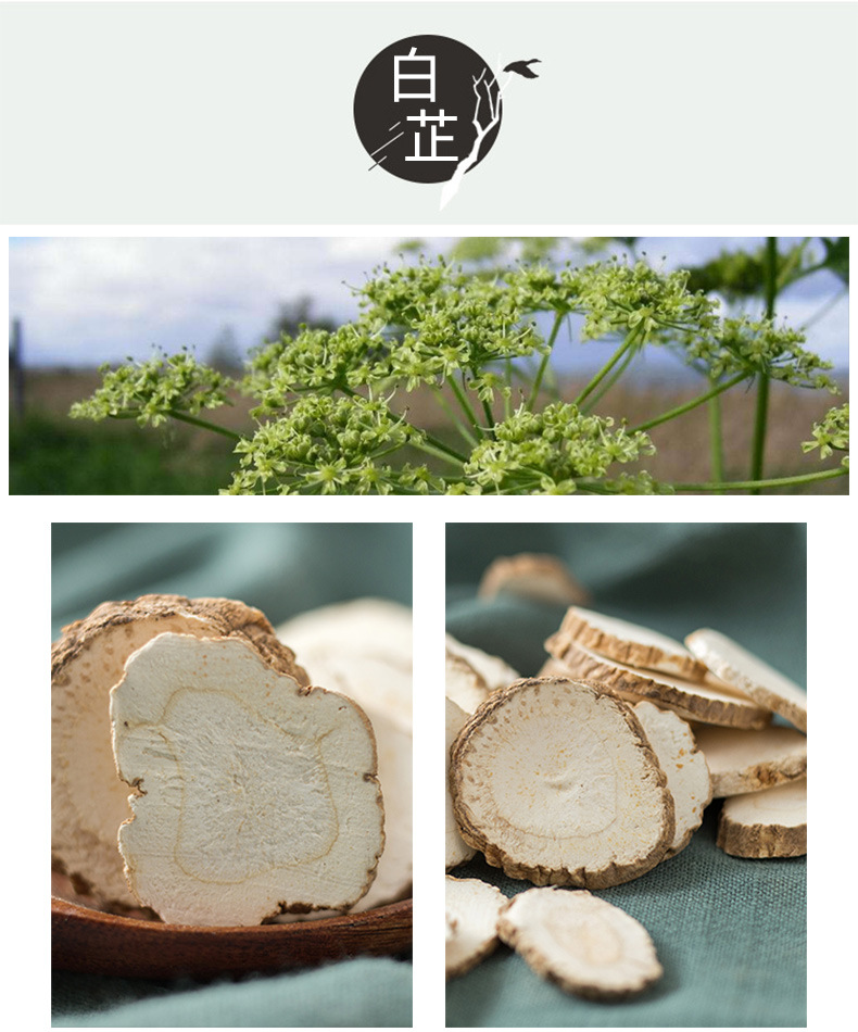 Bai Zhi Slices (Angelica dahurica) — Dried Food-Herb Root for Spice, Tea & Soup quality and texture
