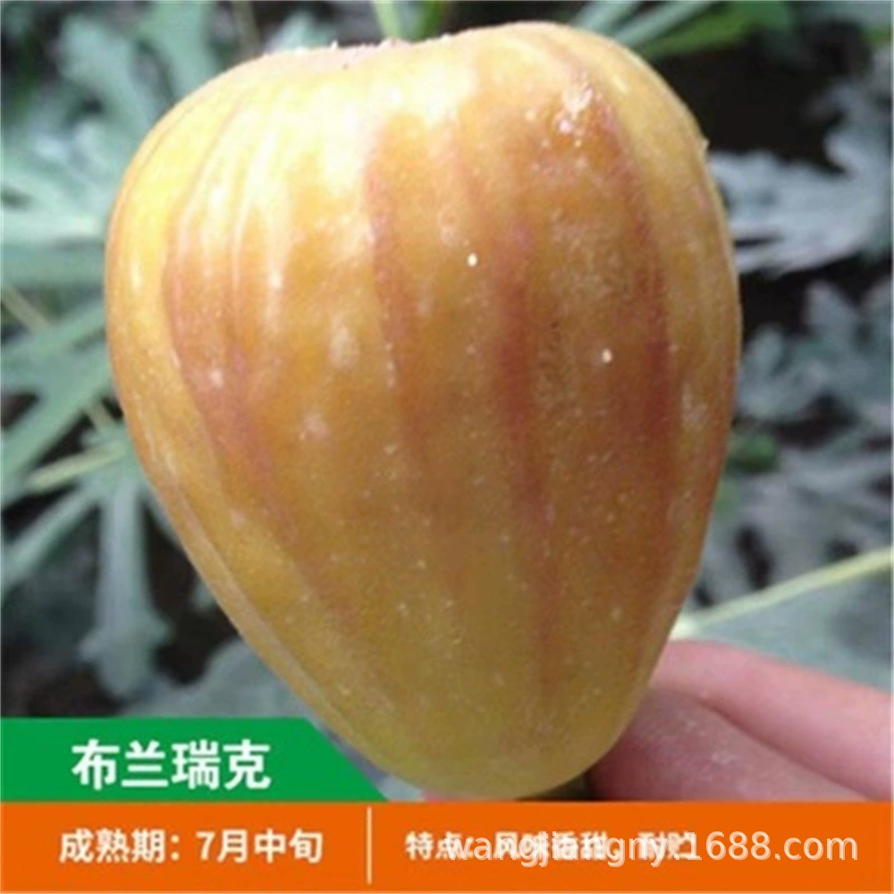 Рис саженец Отруби Рик Боги Красный Юг Север Посадка растений в горшке Балкон Двор Посадка фруктов года