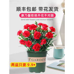 ����ܰ�r�����Ԏ������Wʯ����ʯ�񻨻��҃ȾGֲ�ļ�ˮ��ֲ��