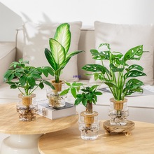 �lؔ��ˮ��ֲ���҃Ⱥ��B���ƾ������k��������Gֲˮ�BС���Կ͏d