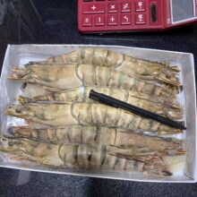 �ش�ڻ��r 6ֻ/600��*�� ����๝���r Ұ���ڻ����r �V�ݰl؛