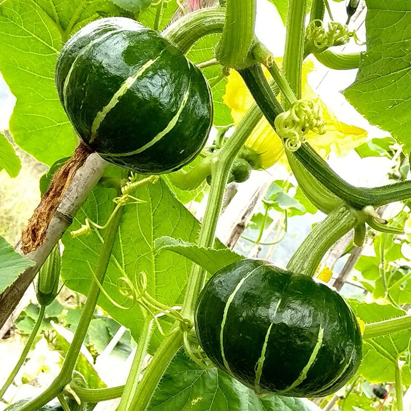 绿贝贝南瓜种子山东板栗味小南瓜种籽蔬菜甜粉糯香甜菜园种孑批发