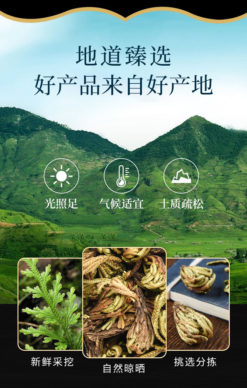 Juan Bai (Selaginella tamariscina) — Dried Resurrection Fern Herb, 500g overview