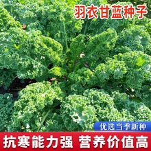 ʳð~¸{N͟{NѴĶļ̨߲˷N