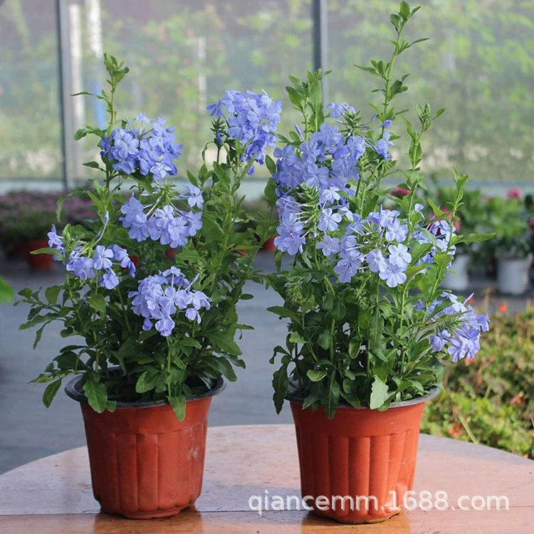 Синий Снежный Цветок Рассада в горшке Садовые растения Синий Снежный Цветок Рассада Многосезонные цветущие цветы на балконе в горшке
