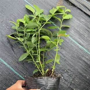 �ش��{ݮ����玧���l����{ݮ�����Ϸ��������Ե����ļ��Nֲ����