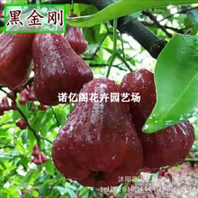 ɏ�F������޽Ӻڽ������~�t���ǰű������ͥԺ�е��G���@����