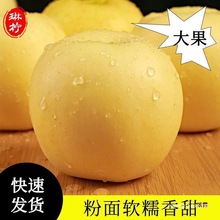 黄元帅苹果黄香蕉粉苹果面苹果帅老人婴儿刮泥苹果水果金冠黄苹果