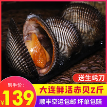 小平岛鲜活大赤贝刺身新鲜大毛蛤贻贝大连海鲜水产即食日料食材