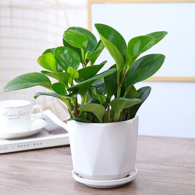 재스퍼 [화이트 다이아몬드 세라믹 세면대]