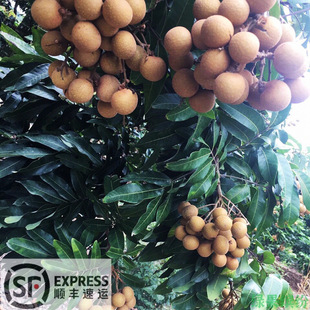 ��S���f ���ϱ������ۮ������rˮ���������۹��@�Fժ�F�l