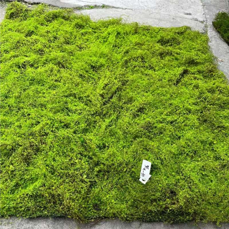 模擬緑のシルクココナッツシュレッドモスマイクロ風景装飾装飾品模擬緑植物ゴールデンモンキーフィリング装飾風景模擬ツリー|undefined