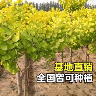 Ginkgo Saplings, Large Trees, Courtyard Results, Ginkgo Seedlings, North and South Ground Potted Plants, Extra Large Fruit Saplings, Free Shipping