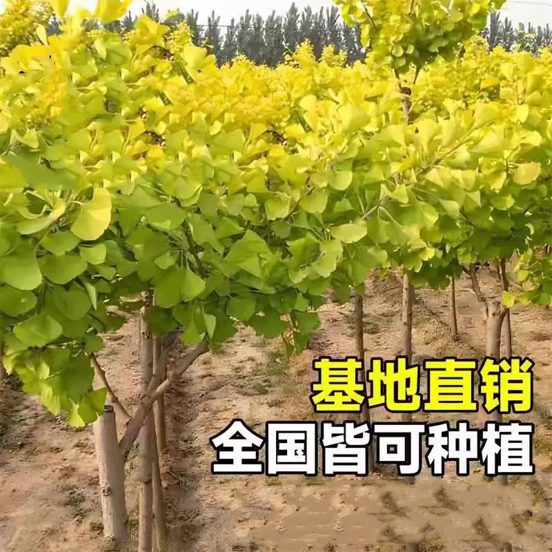 银杏树苗大树庭院结果白果苗南北方地栽盆栽种植特大果树苗包邮