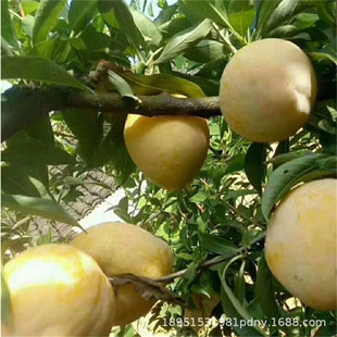 �������޽������Lζõ��t������������t���ϱ����Nֲ����Y��