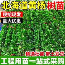 黄杨树苗法国冬青北海道丛生苗绿篱笆墙直立围墙庭院四季常青耐寒