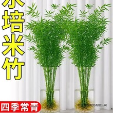 水培米竹室内盆栽植物水养观音竹富贵竹南天竹客厅懒人感绿植