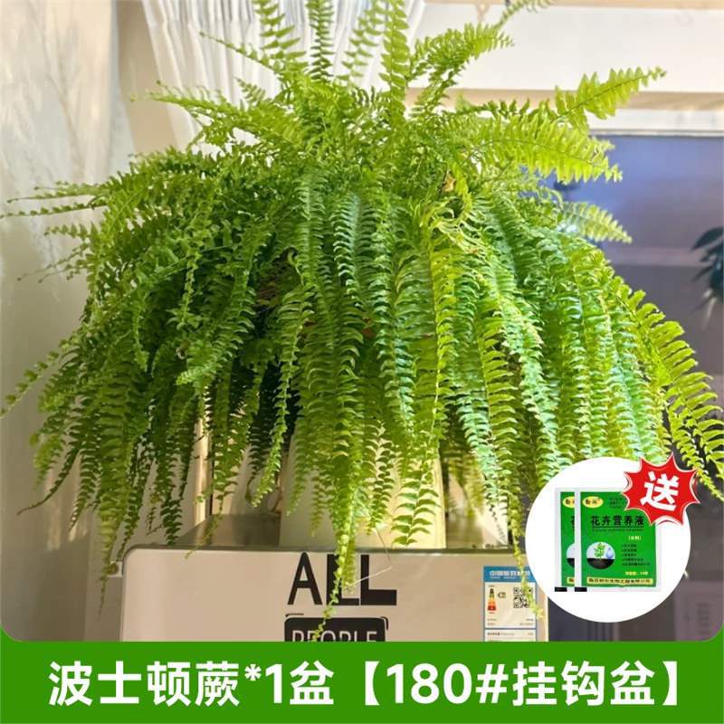 【집의 숲】보스턴 고사리 대형 화분 180 # 냄비 1개(후크냄비) + 무료 영양액