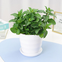 ���m��/����/�㙉/؈������؈��ֲ������������ݷN�����ݿ�ʳ��