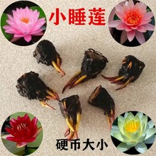 ˯ɏ�N���K����Ʒ��ɏ�N��ɏ�����ˮ��ˮ�Bˮ��ֲ��С��ɏ������
