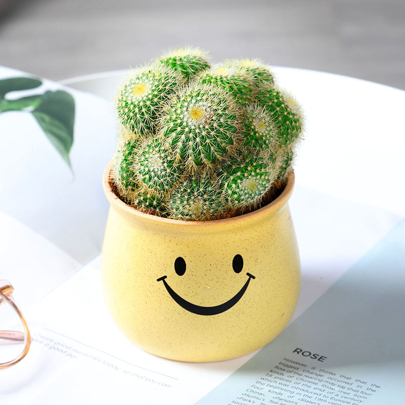 황금원숭이(노란 미소 세라믹 대야) 무료 비료