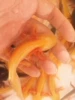 Fine gold 8-10cm free feed