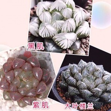 玉露多肉植物大颗稀有品种多肉花卉绿植组合套餐小盆栽包邮