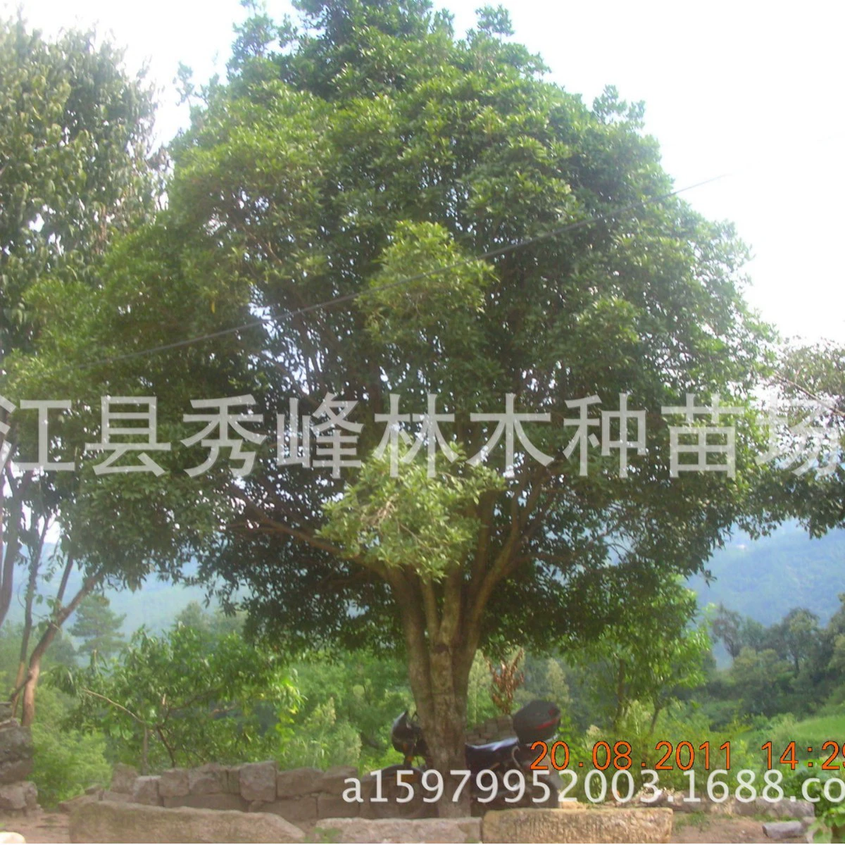 [Оптовая продажа с базы] DBH 22cm Osmanthus Tree Jiangxi Osmanthus Jiujiang Osmanthus Tree Osmanthus 7cm