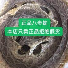 养殖蕲蛇 八步蛇五步蛇 八步蛇干泡酒料 眼镜蛇 小白花蛇真货好货